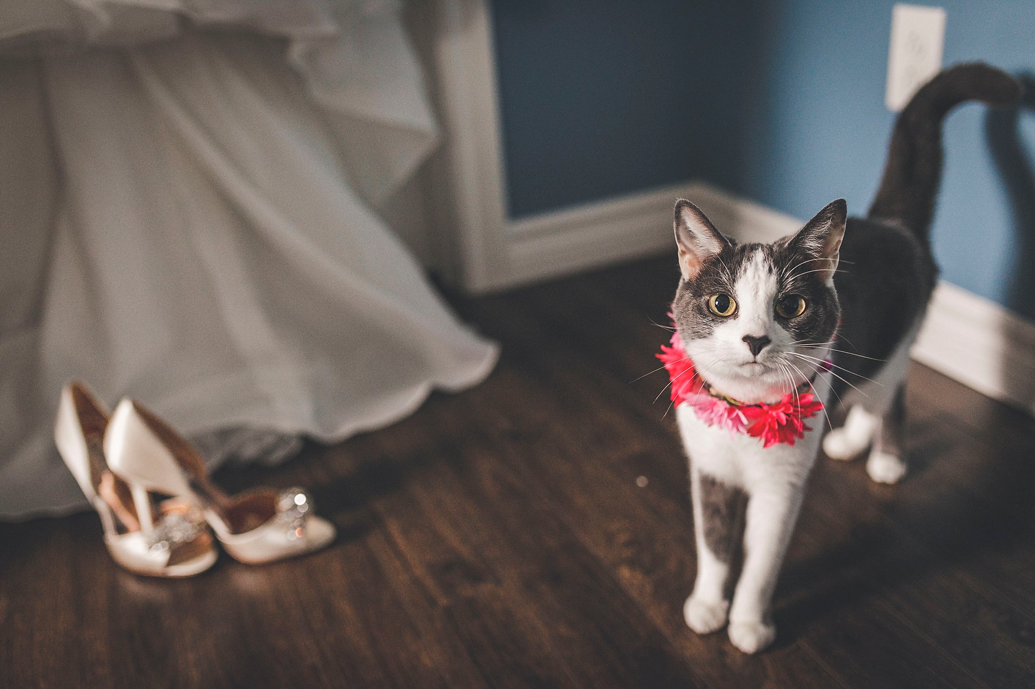 Dress, Shoes and Cat
