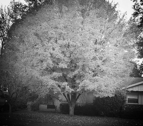 A History — Colonial Village in Charlotte, NC