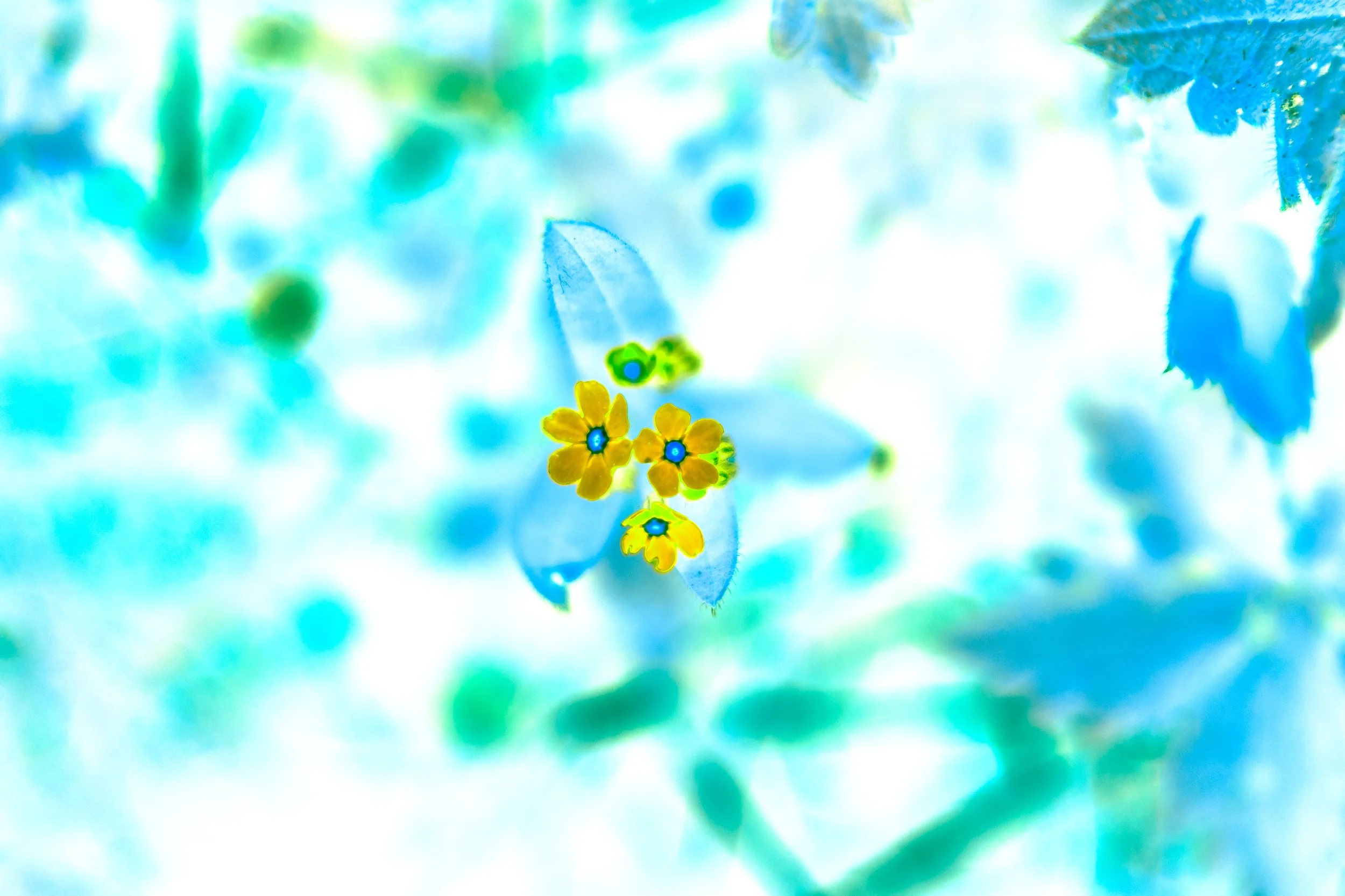 DSCF3078-2.jpg