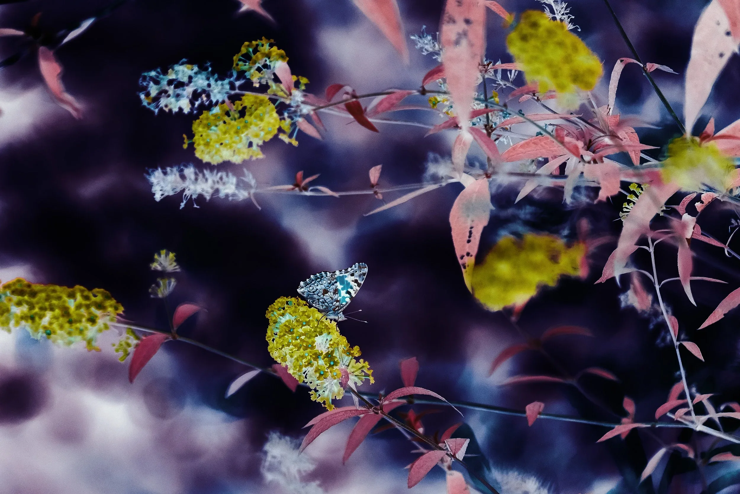 butterfly.webp