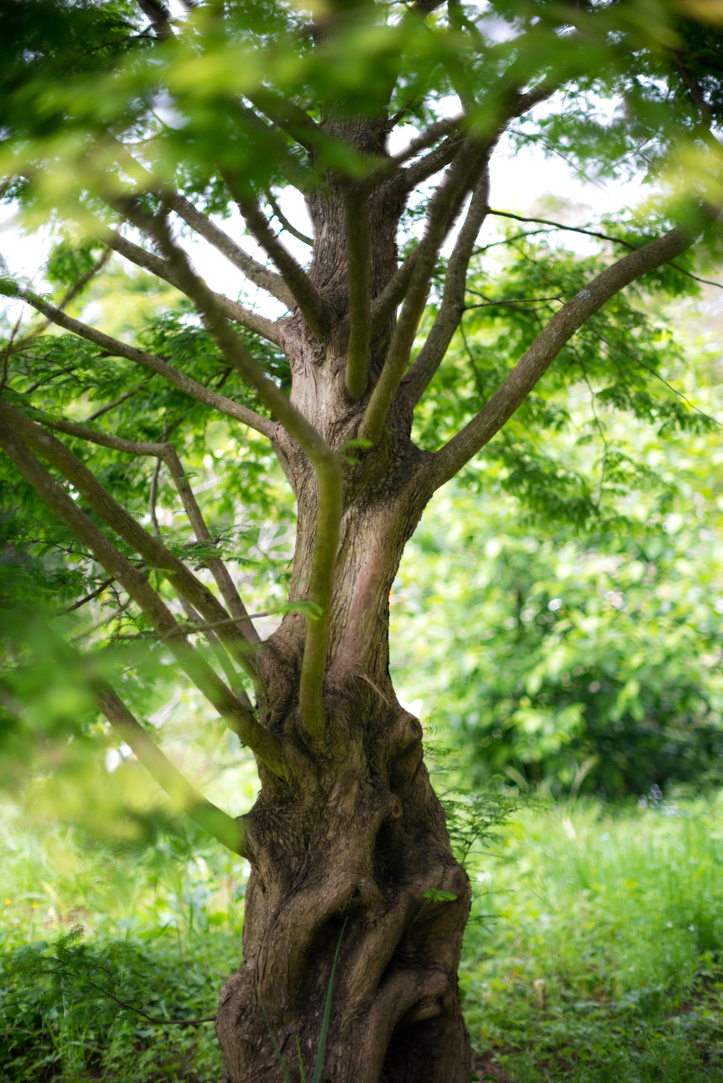 Tree in Golden Gate Park, San Francisco