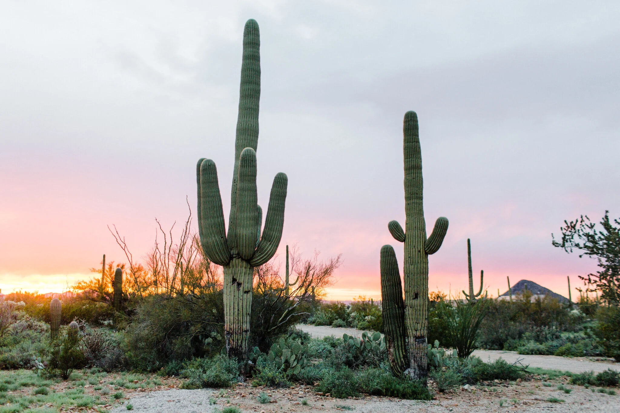 Picture-Rocks-AZ-Engagement-Sedona-Wedding-Photographer-Saguaro-National-Park-Engagement-59.jpg