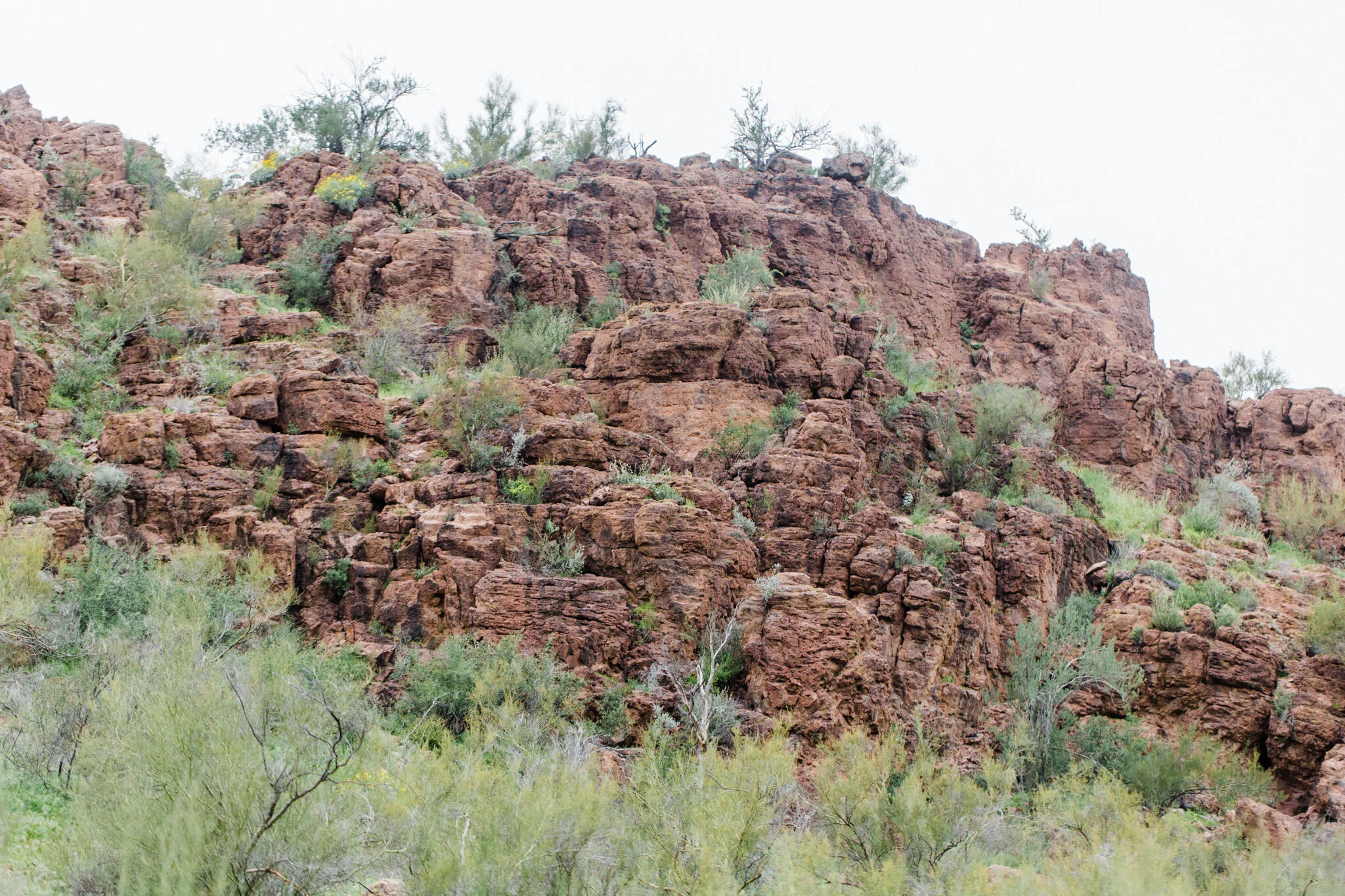 Picture-Rocks-AZ-Engagement-Sedona-Wedding-Photographer-Saguaro-National-Park-Engagement-38.jpg