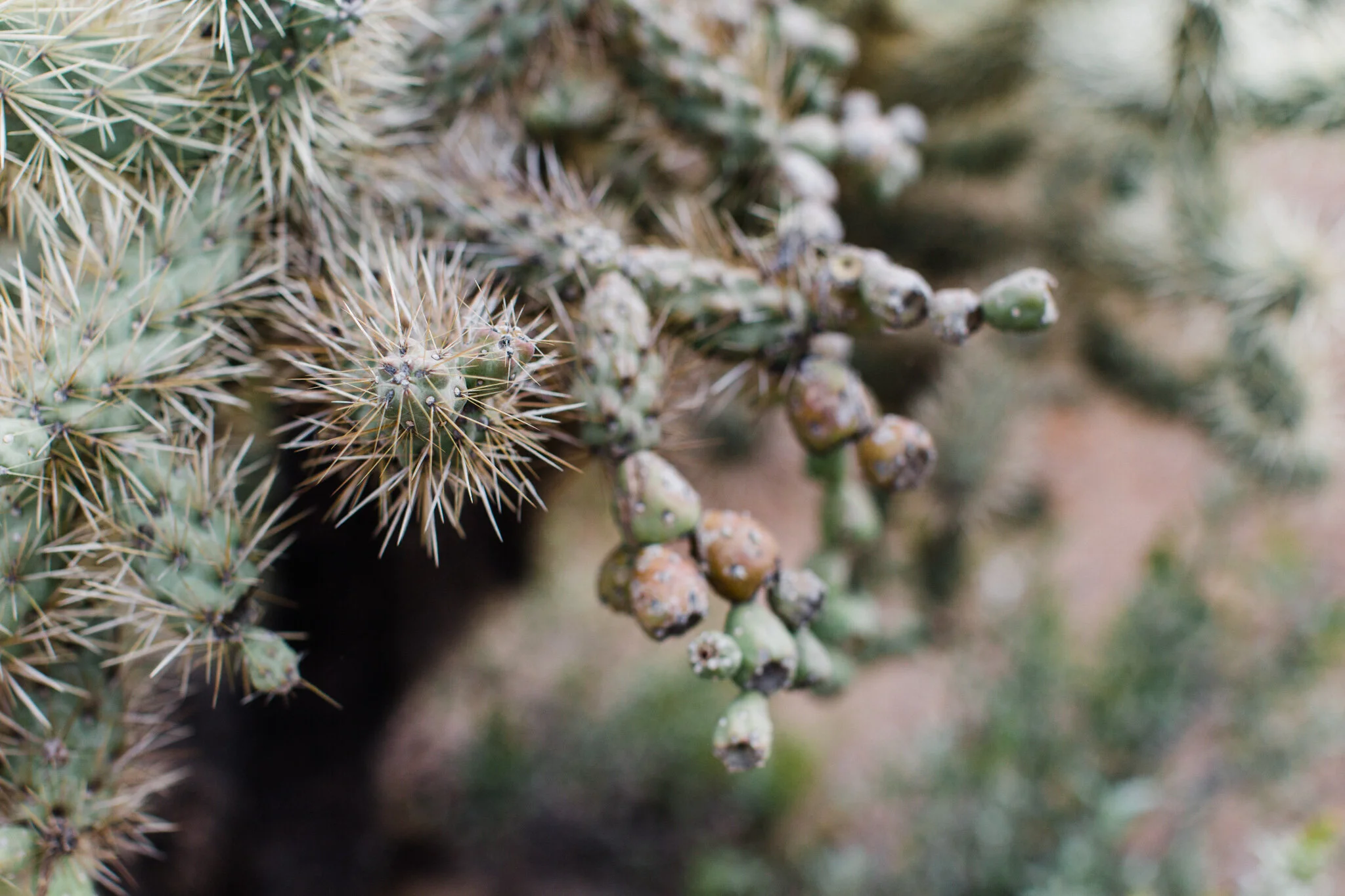Picture-Rocks-AZ-Engagement-Sedona-Wedding-Photographer-Saguaro-National-Park-Engagement-1.jpg