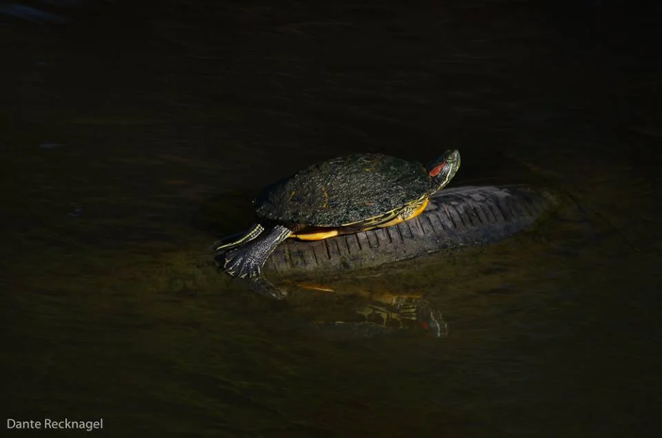 photo of turtle by Dante Recknagel