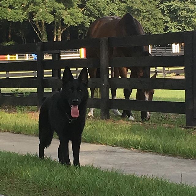 #K9 #GSD Donner at our beautiful 32 acre facility in FL for his level of #protectiontraining