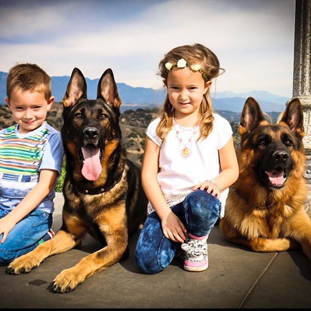 Enjoying a sunny day in the Hollywood Hills of LA. #familyfrienddefender #germanshepherd