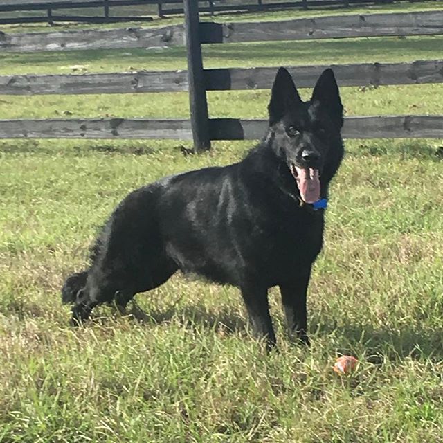 #K9 Donner striking a pose #blackshepherd #workingline #gsd