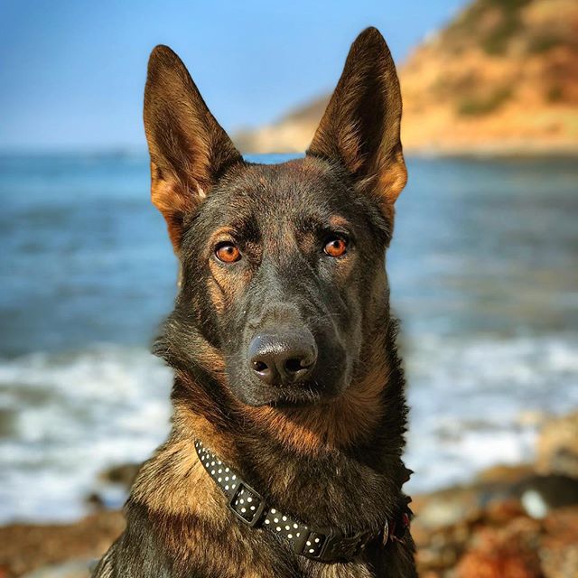 FTI K9 #Brooklyn enjoying Sunday at the beach in sunny CA. 
#workingline #germanshepherdpuppy #gsd #cabeach #sablegermanshepherd