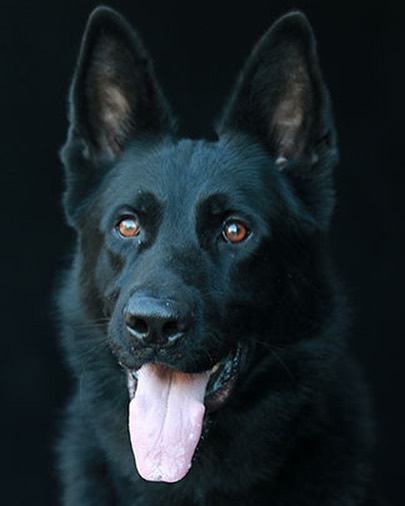 My boy Donner. THANK YOU to Raul @extremecanineeqidius @canineextremegsd for continuing to take such great care of him.  #blackshepherd #gsd #workingline #germanshepherd