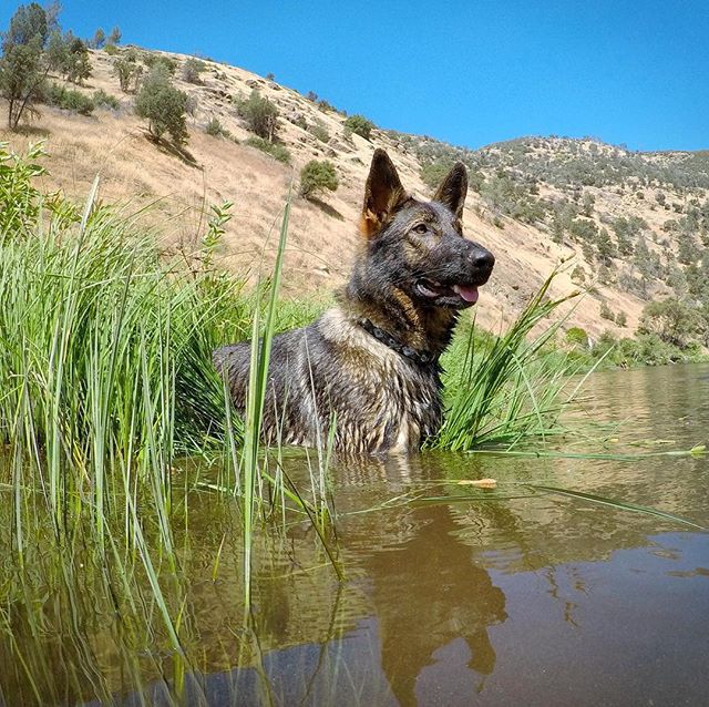 #Brooklyn enjoying a dip at #Yosemite. #gsd #workingline #waterdog #germanshepherd