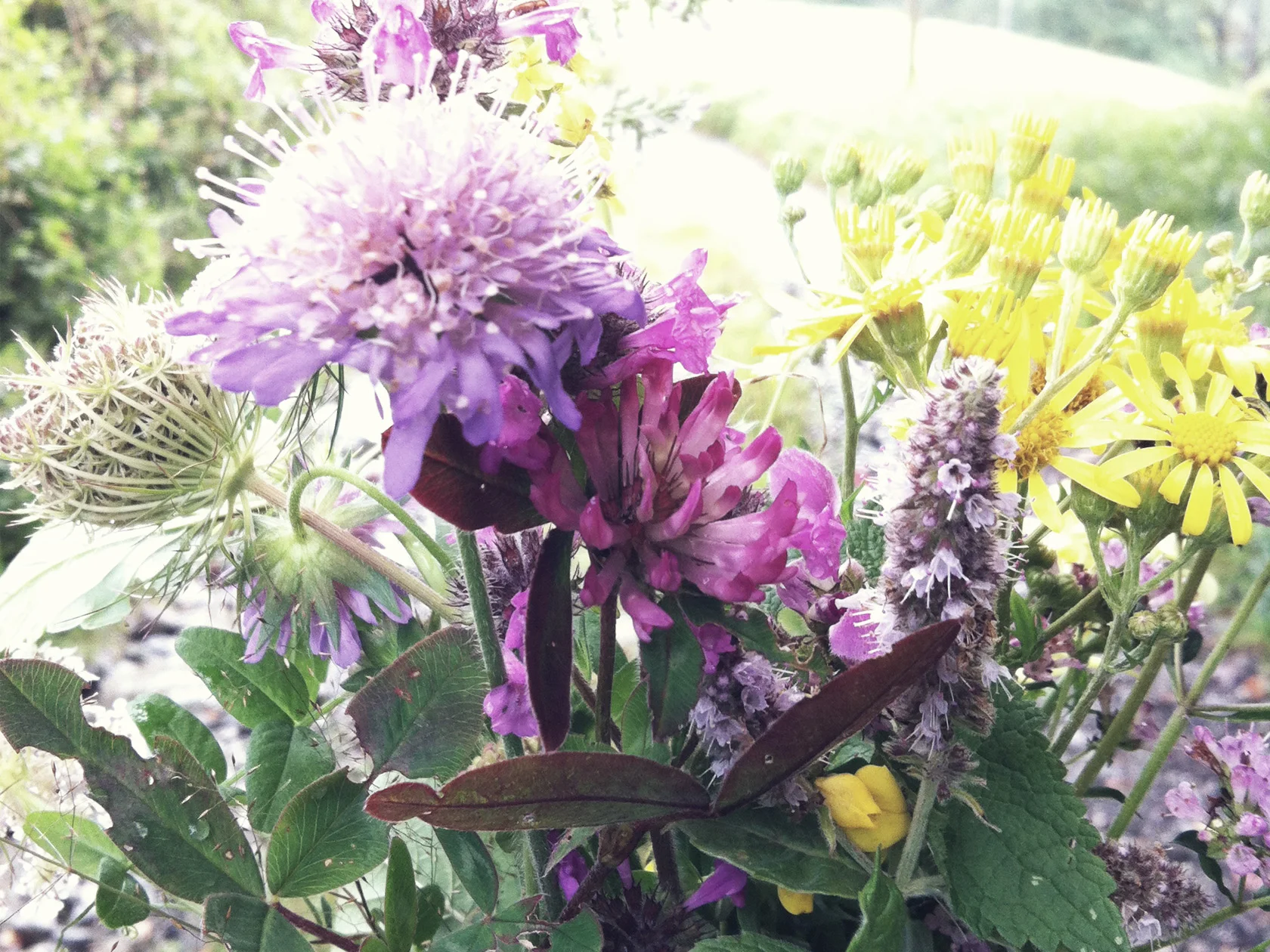 Fleurs Des Montagnes Liv Emys Diary