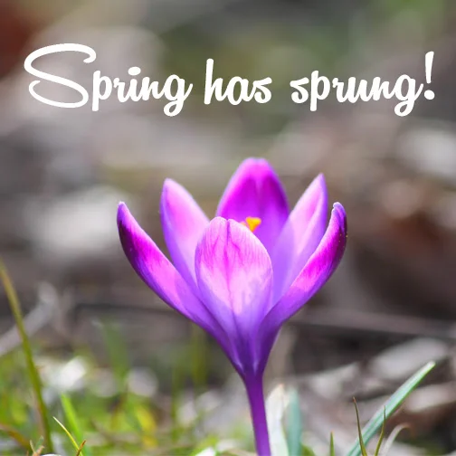 Spring has sprung!