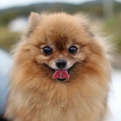 Magnolia Dental, best Orlando Dentist, East Orlando Dentistry, Waterford lakes, Avalon Park, Spanish speaking, crowns, bridges, implants, braces, orthodontics, pediatrics, family, cosmetic, affordable