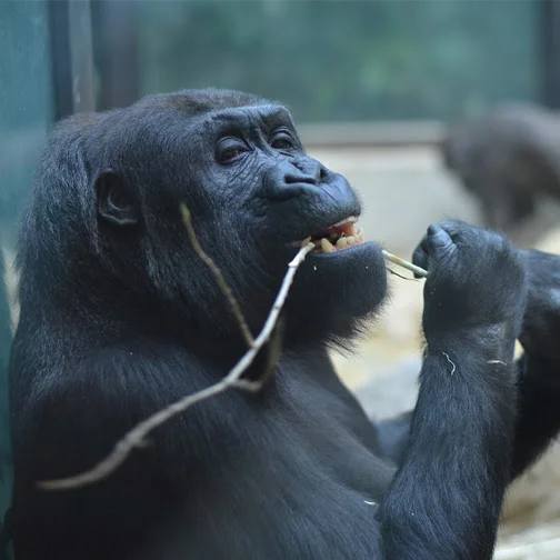 How to brush a gorilla's teeth