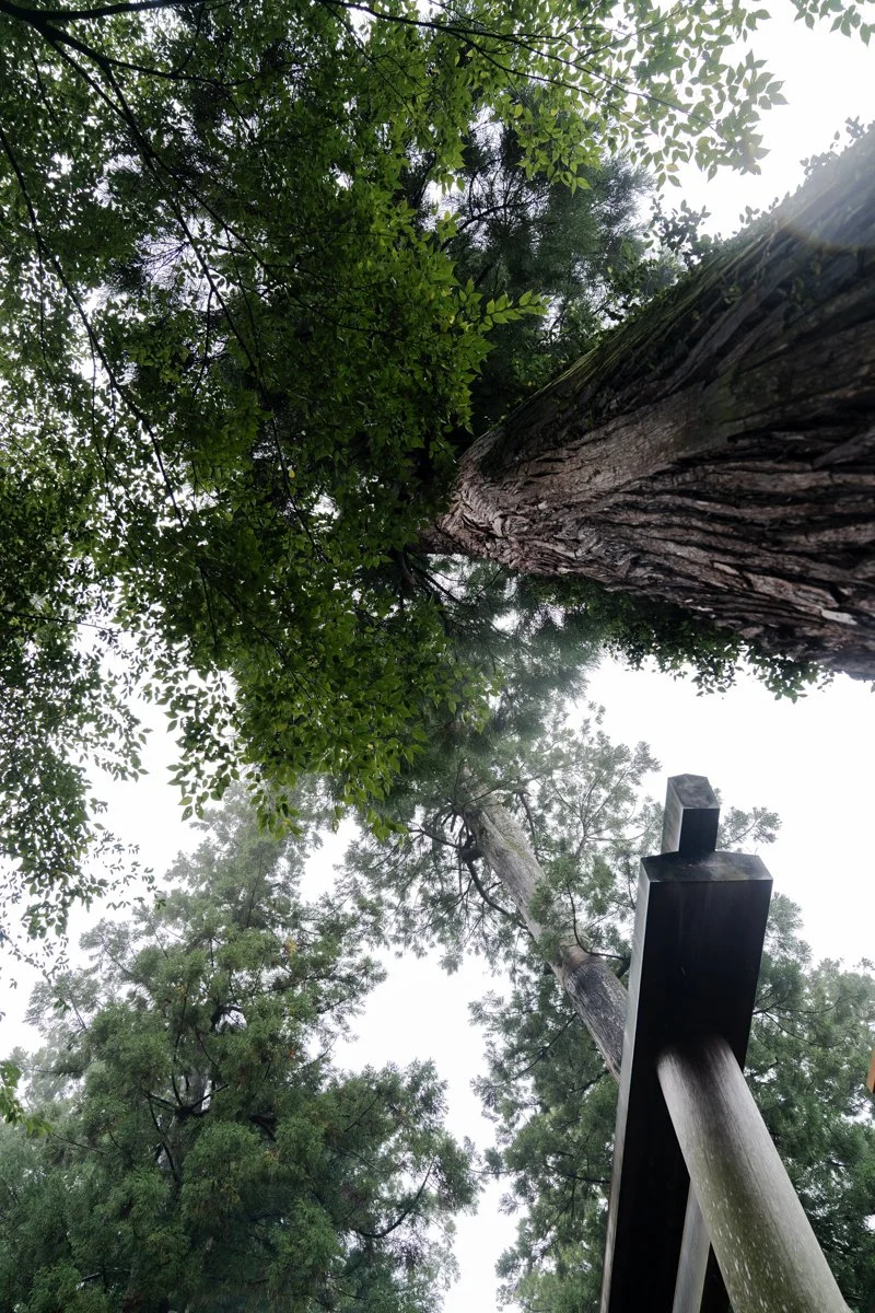 P1_ 099-2410_5505.jpg