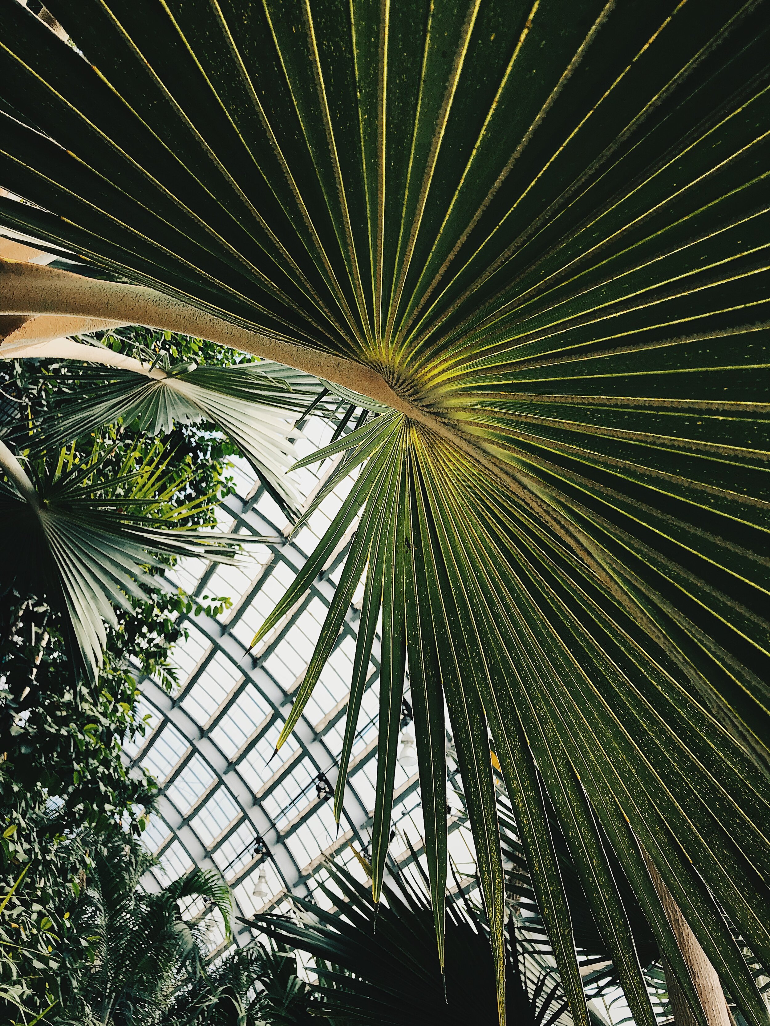 Garfield Park Conservatory. 2019.