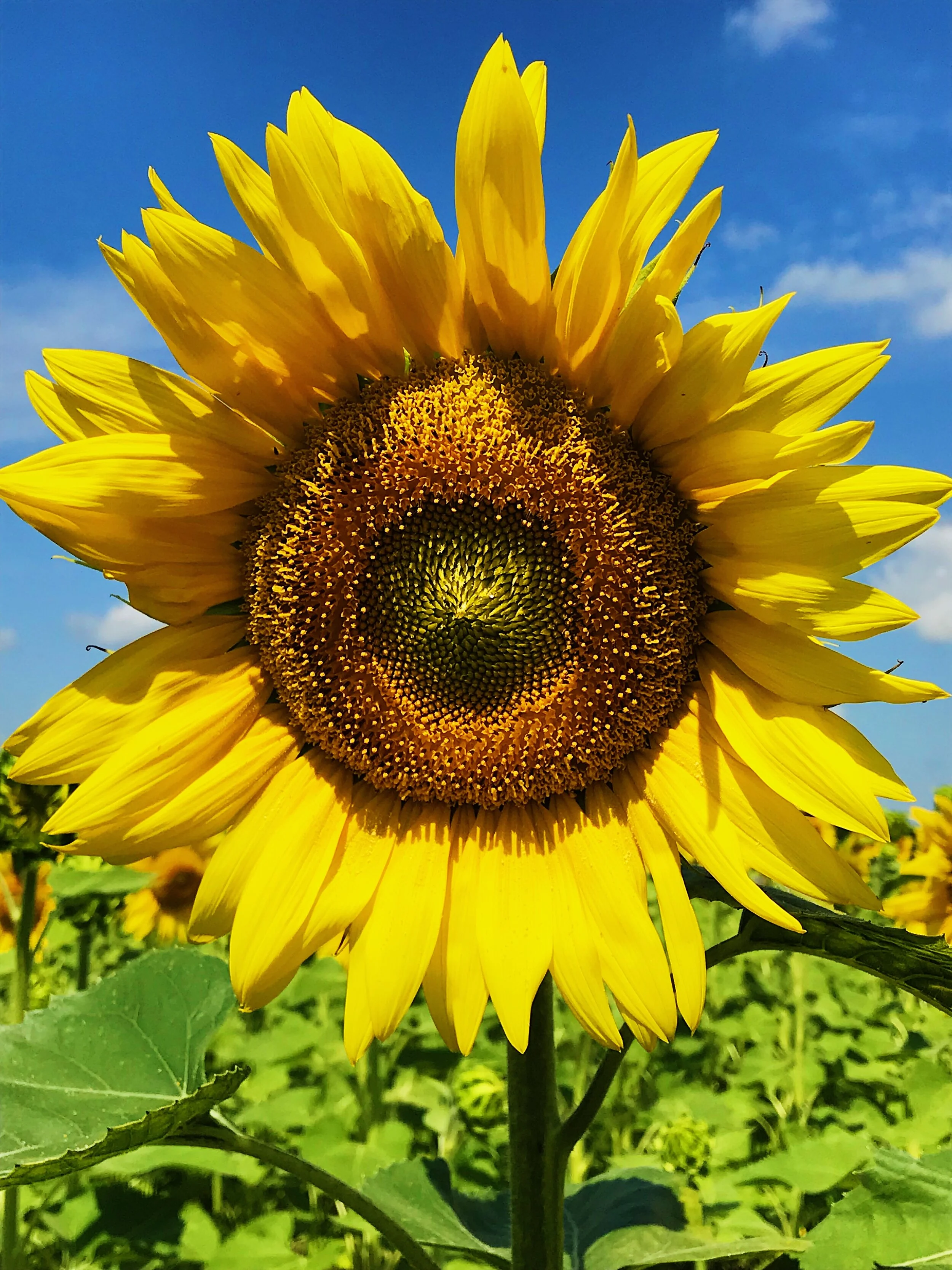 Sunflower, 2019.