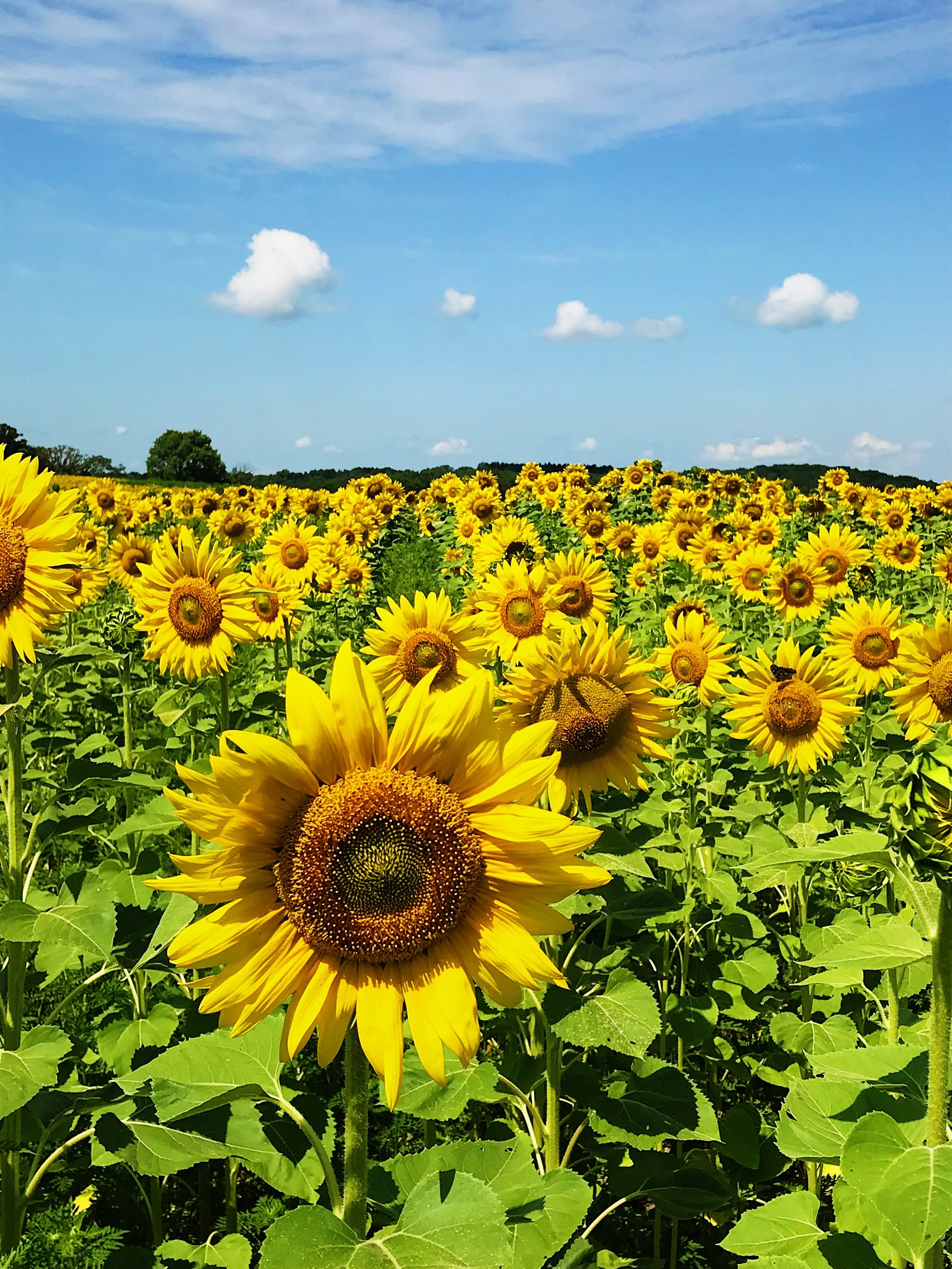 Sunflower field, 2019.