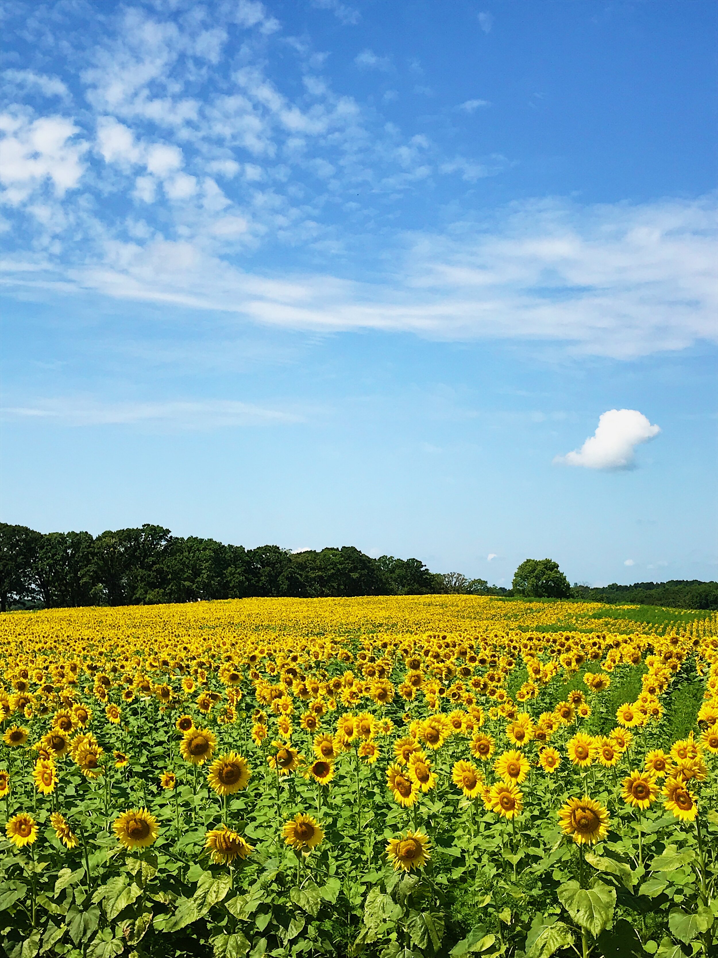 Sunflower field, 2019.