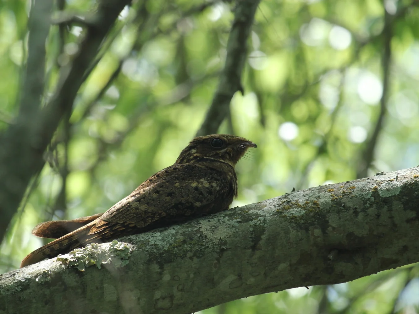 Chuck-will's-widow at Blucher Park - Mary King