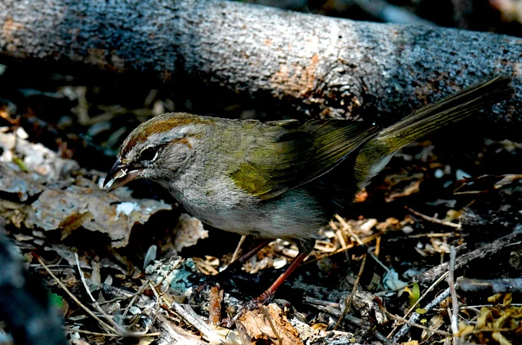 Olive Sparrow by Jimmy Jackson