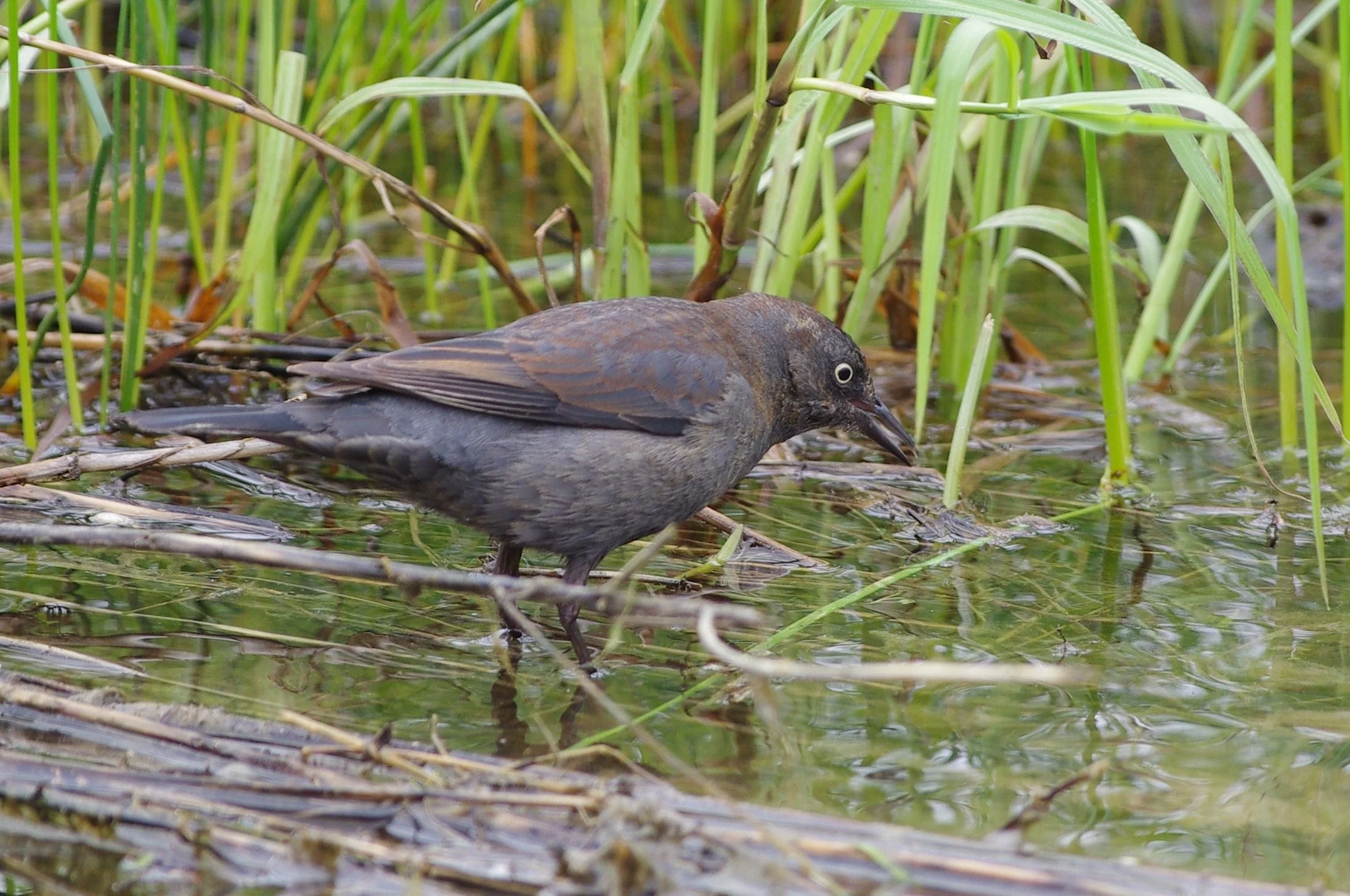 Carmen Hagopian took this photo of the Rusty Blackbird. Excellent!