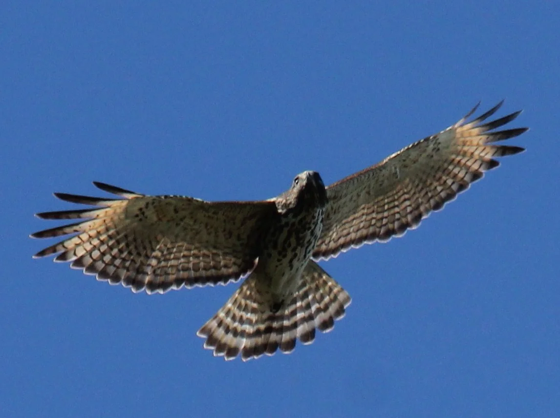Photo by AOC member, Mary King