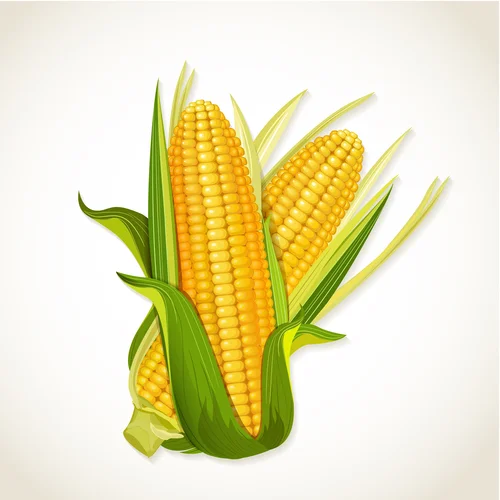 Corn Chowder