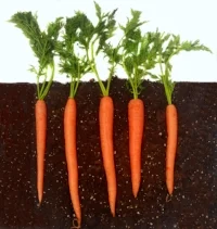 carrots.jpg