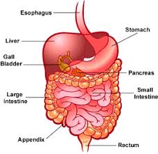 Your digestive system's health is a reflection of your lifestyle