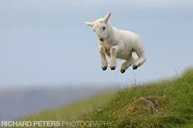lamb jumping.jpeg