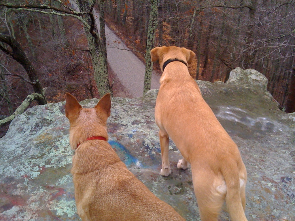 My dogs on Lookout Rock, or Lover’s Leap Rock in Zaleski State Forest. Super narrow road with serious drops on both sides. My kids were traumatized by this drive. Obviously my dogs and I love it.