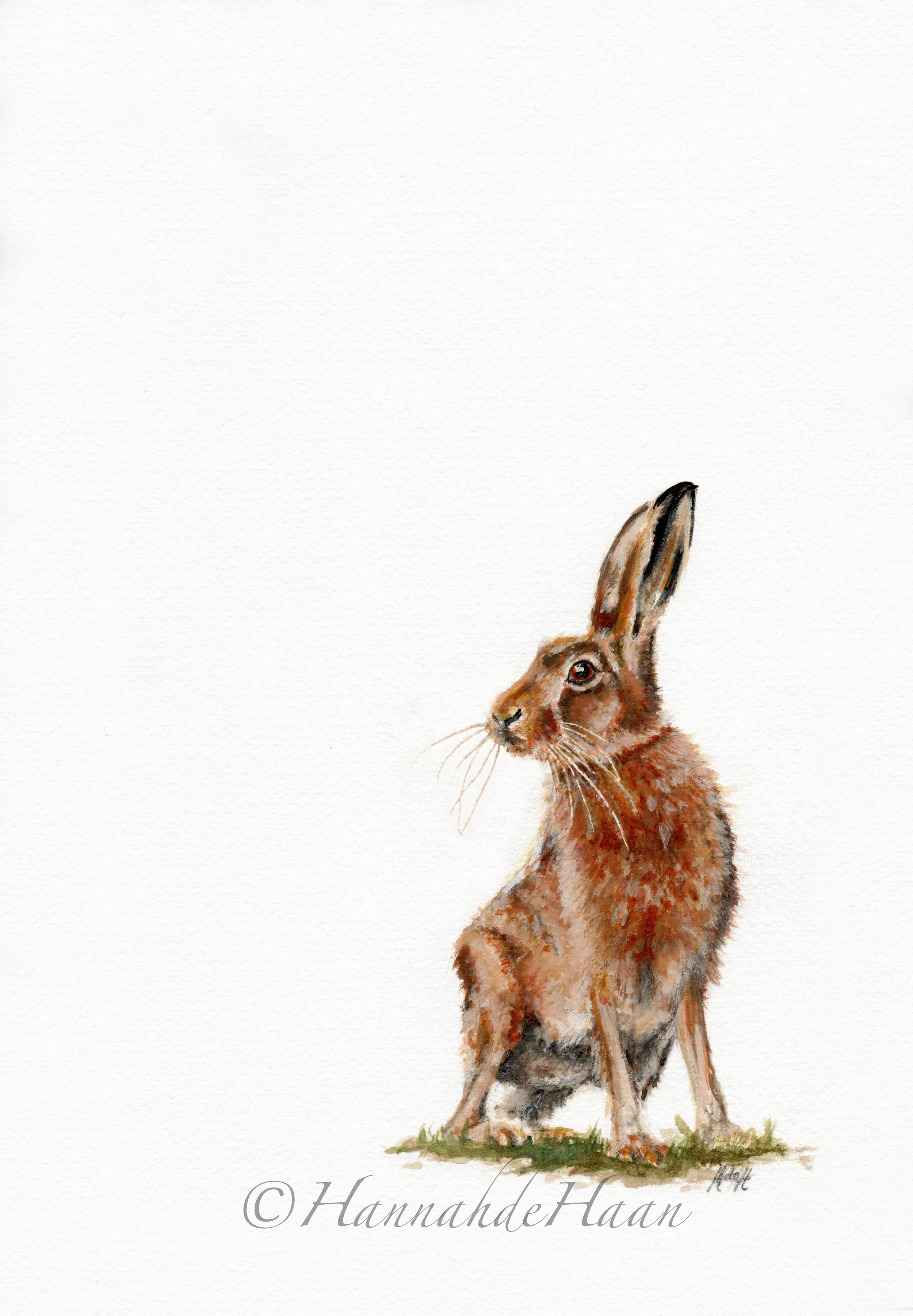 Hare Edited.jpg