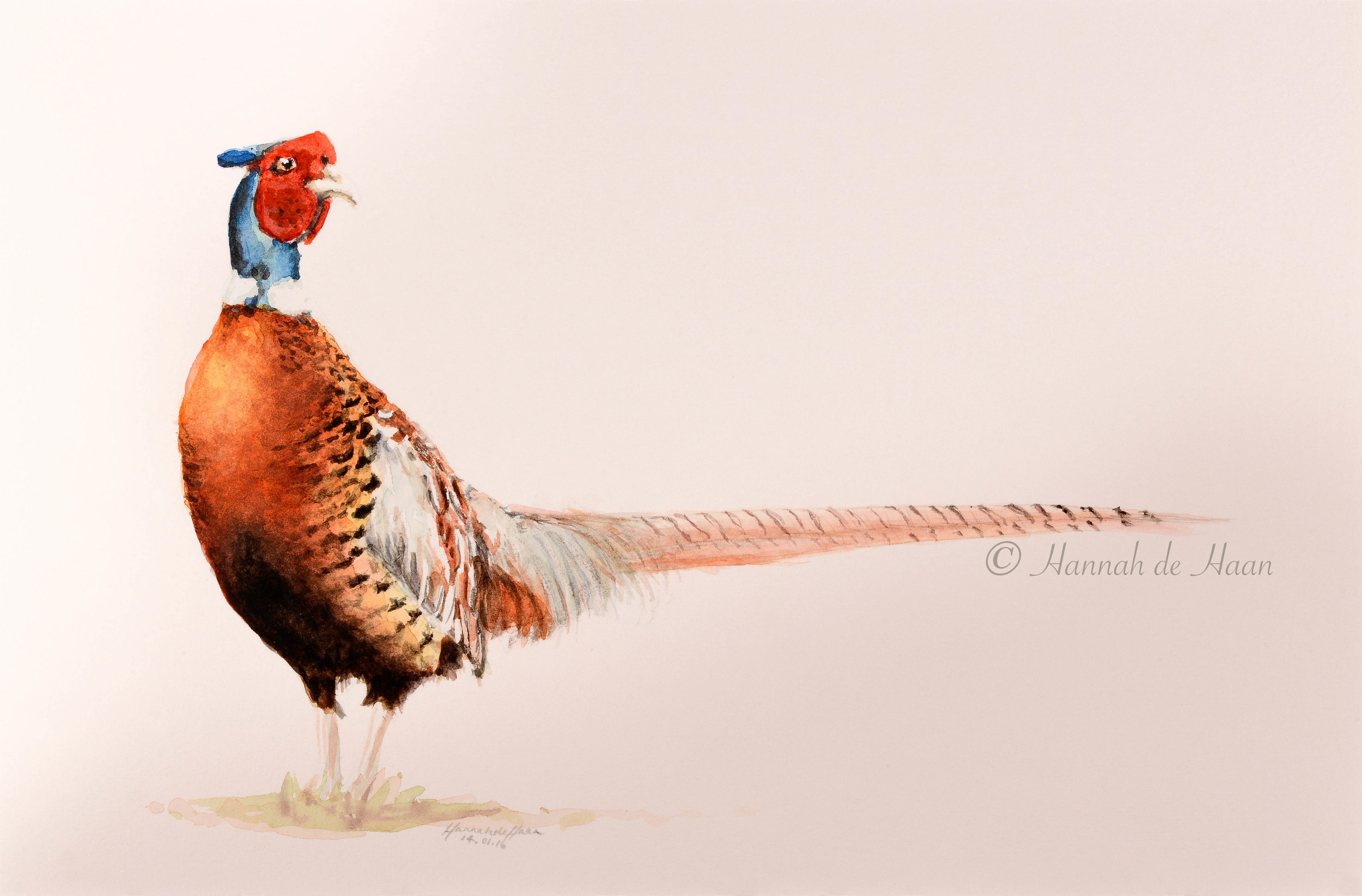 Cock pheasant.jpg