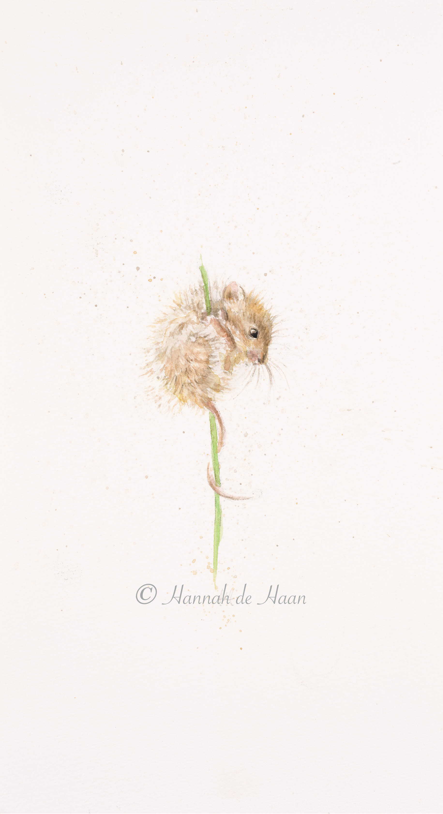 Mouse British Wildlife Illustration Framed 30 x 30cm