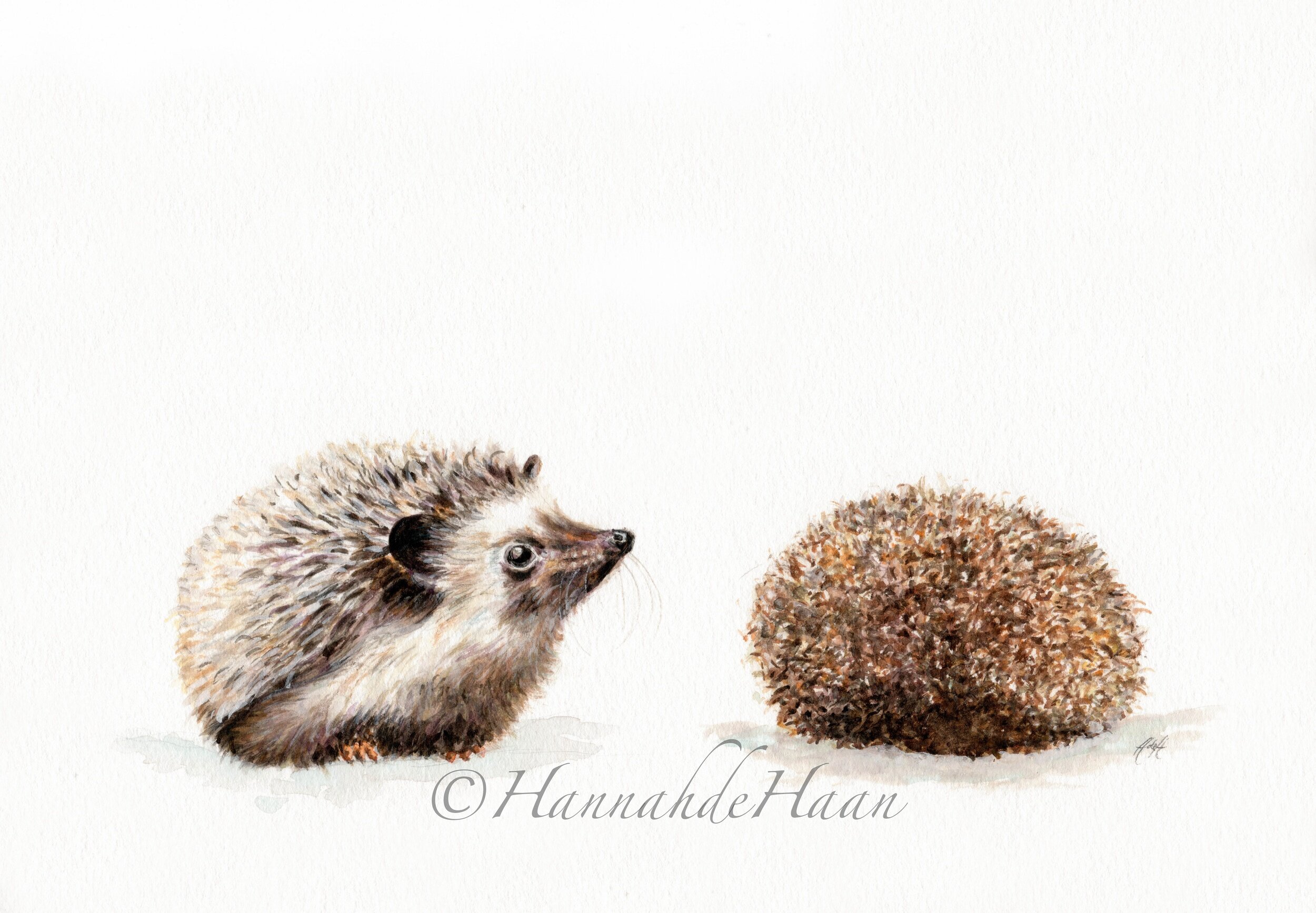 Hedgehog+Edited.jpg