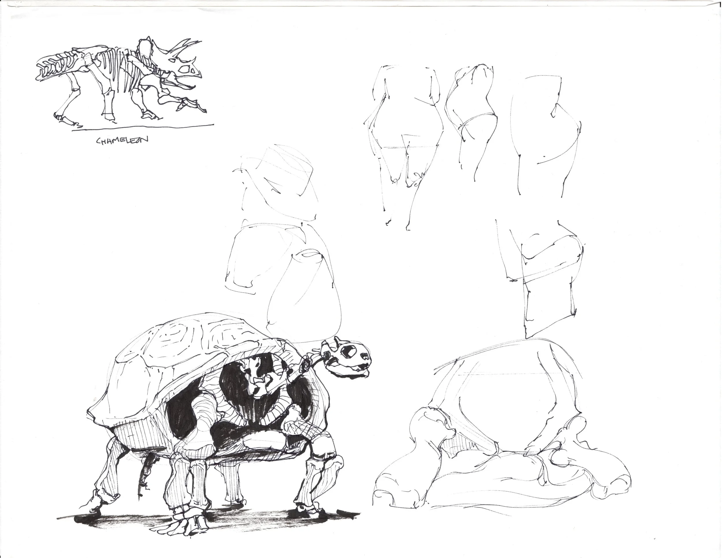 LIFE_001_Tortoise.jpg