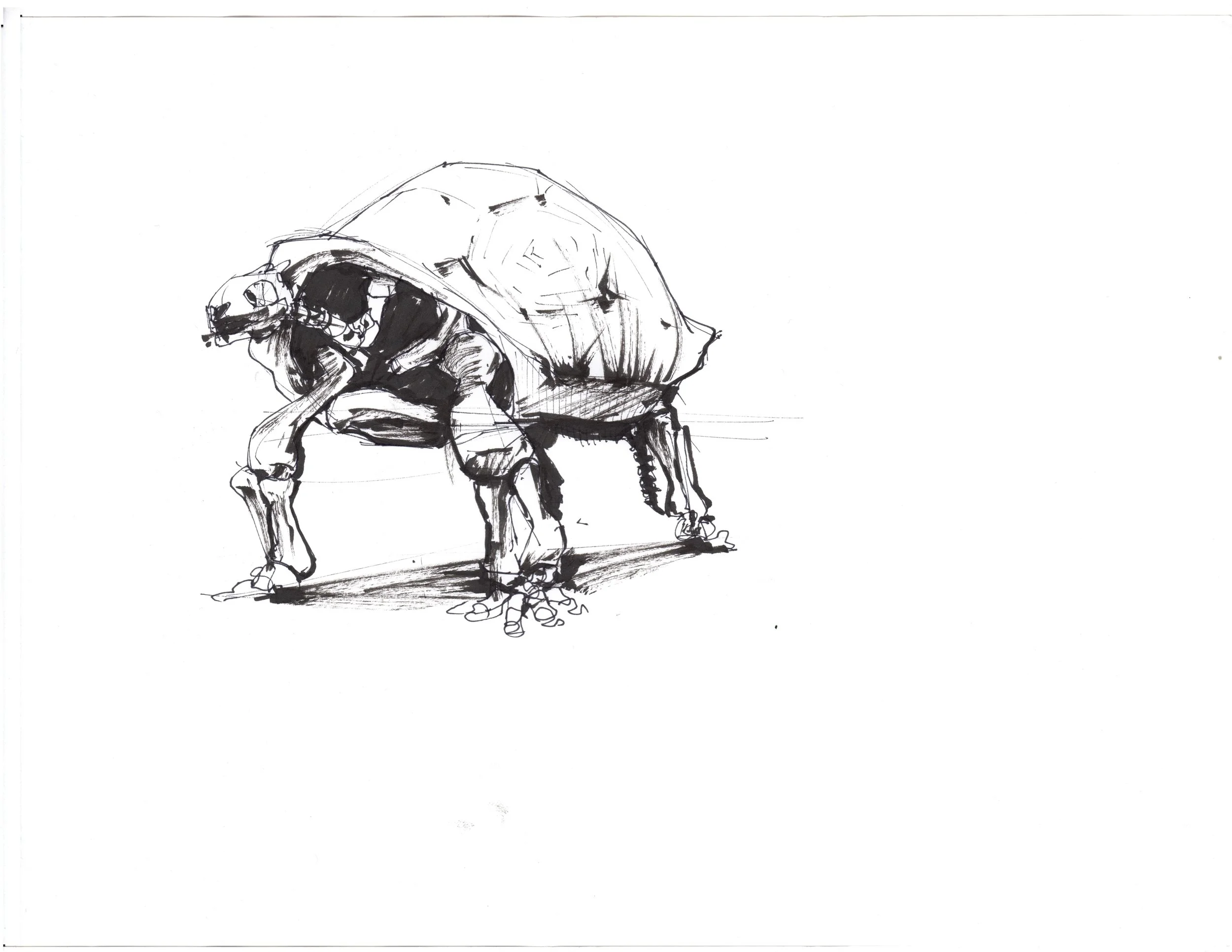 LIFE_002_Tortoise.jpg