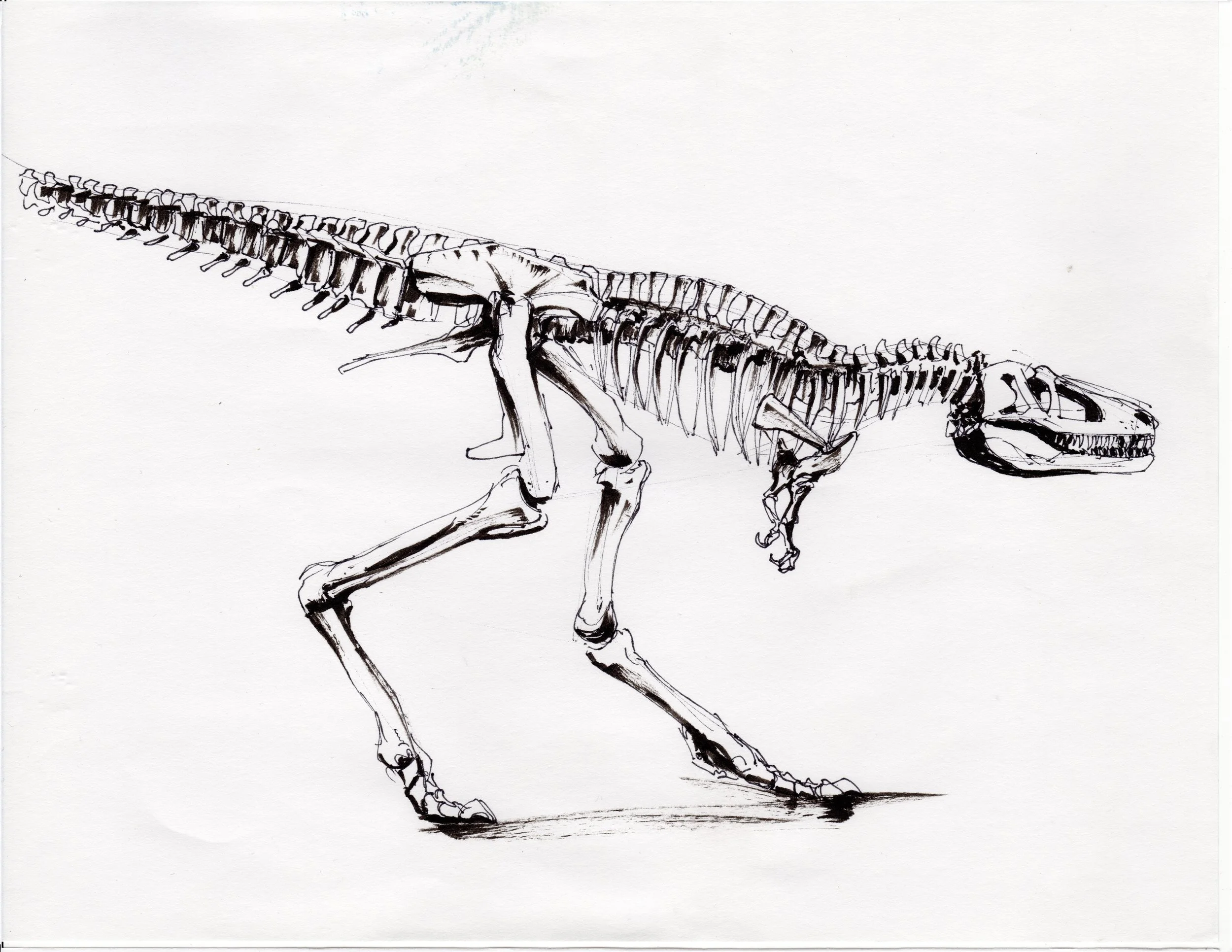 LIFE_002_Trex.jpg