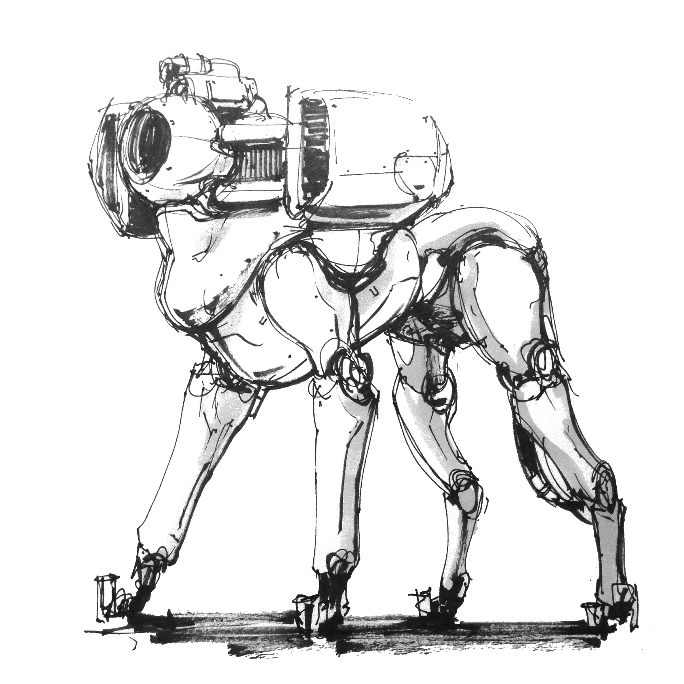 Dog_on_White.jpg