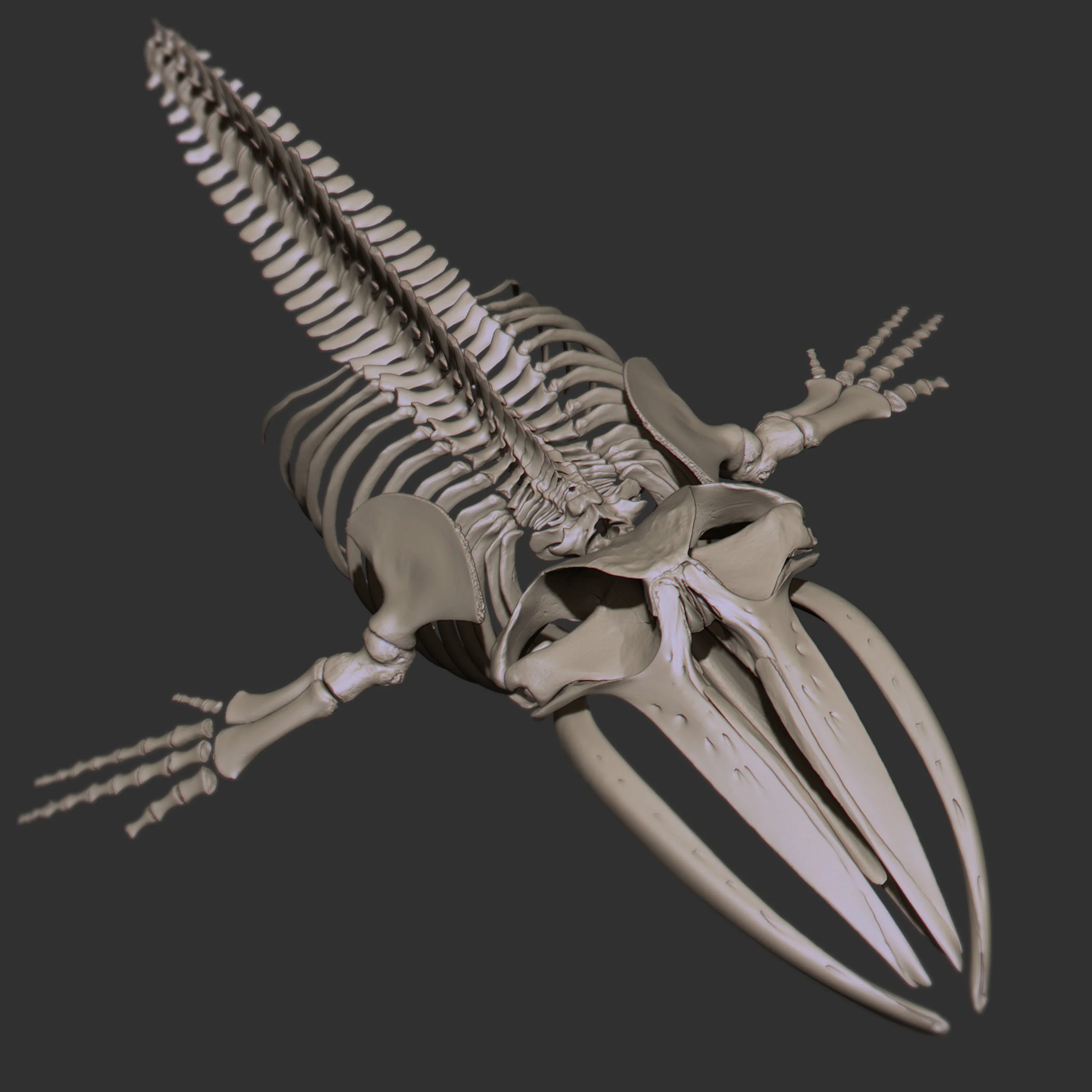WHALE.jpg