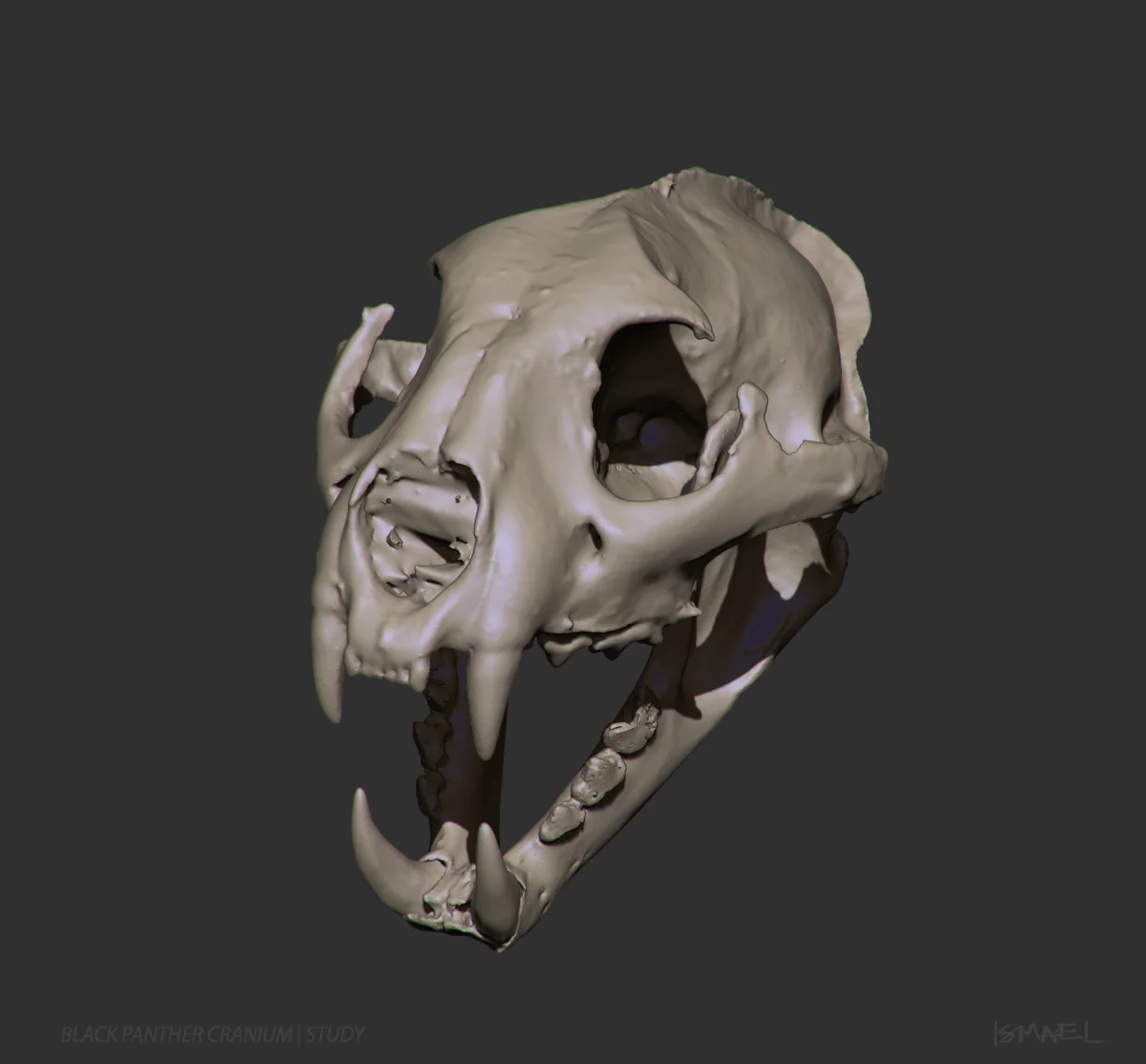 panthera.jpg