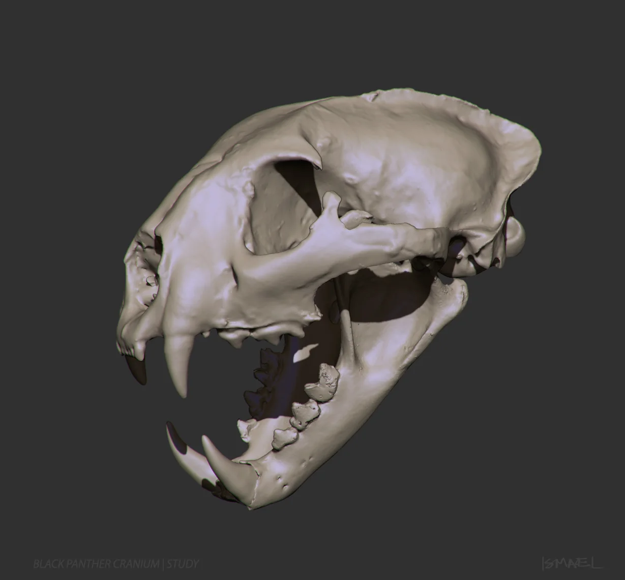 panthera_02.jpg