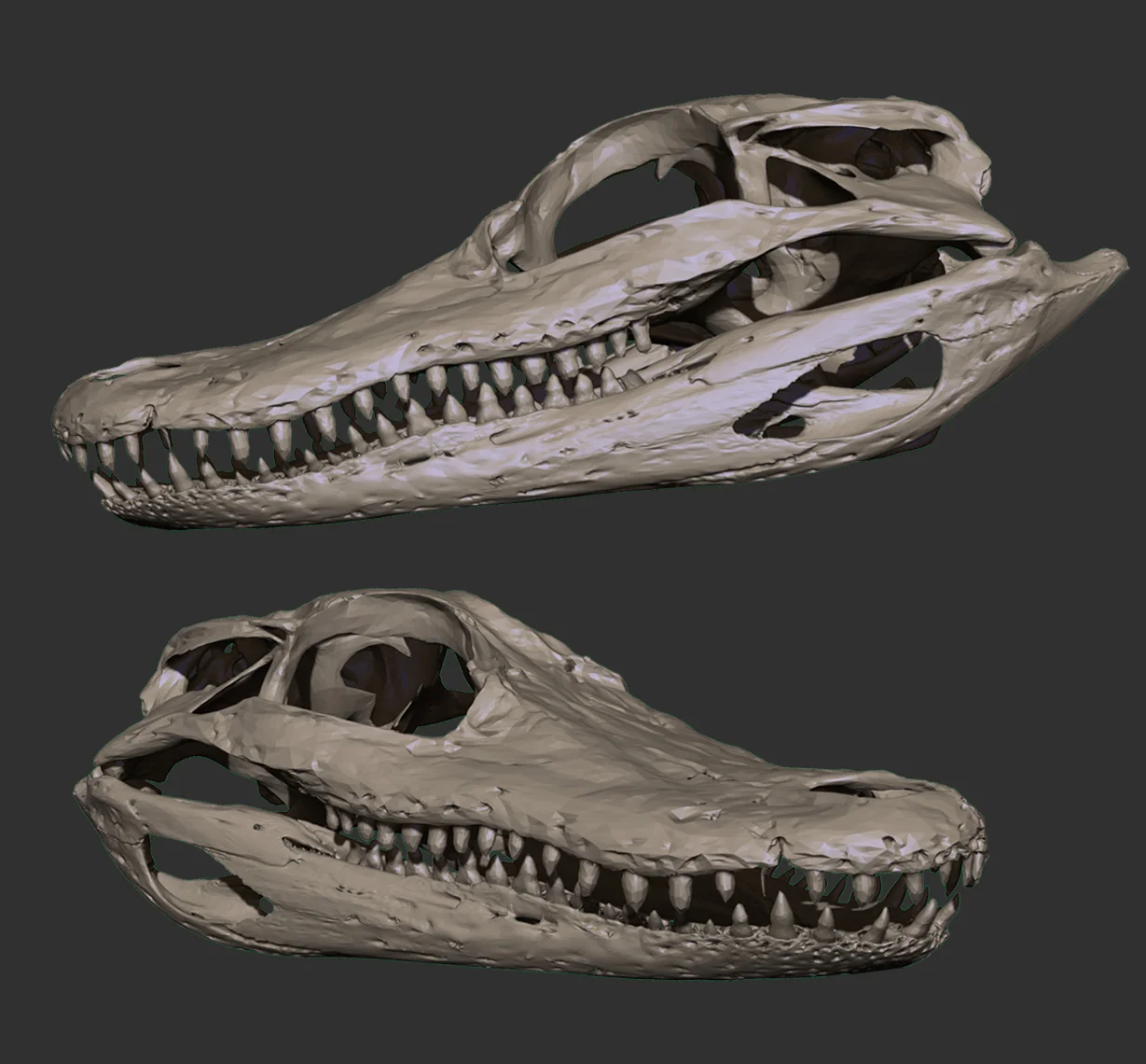 Alligator_.jpg