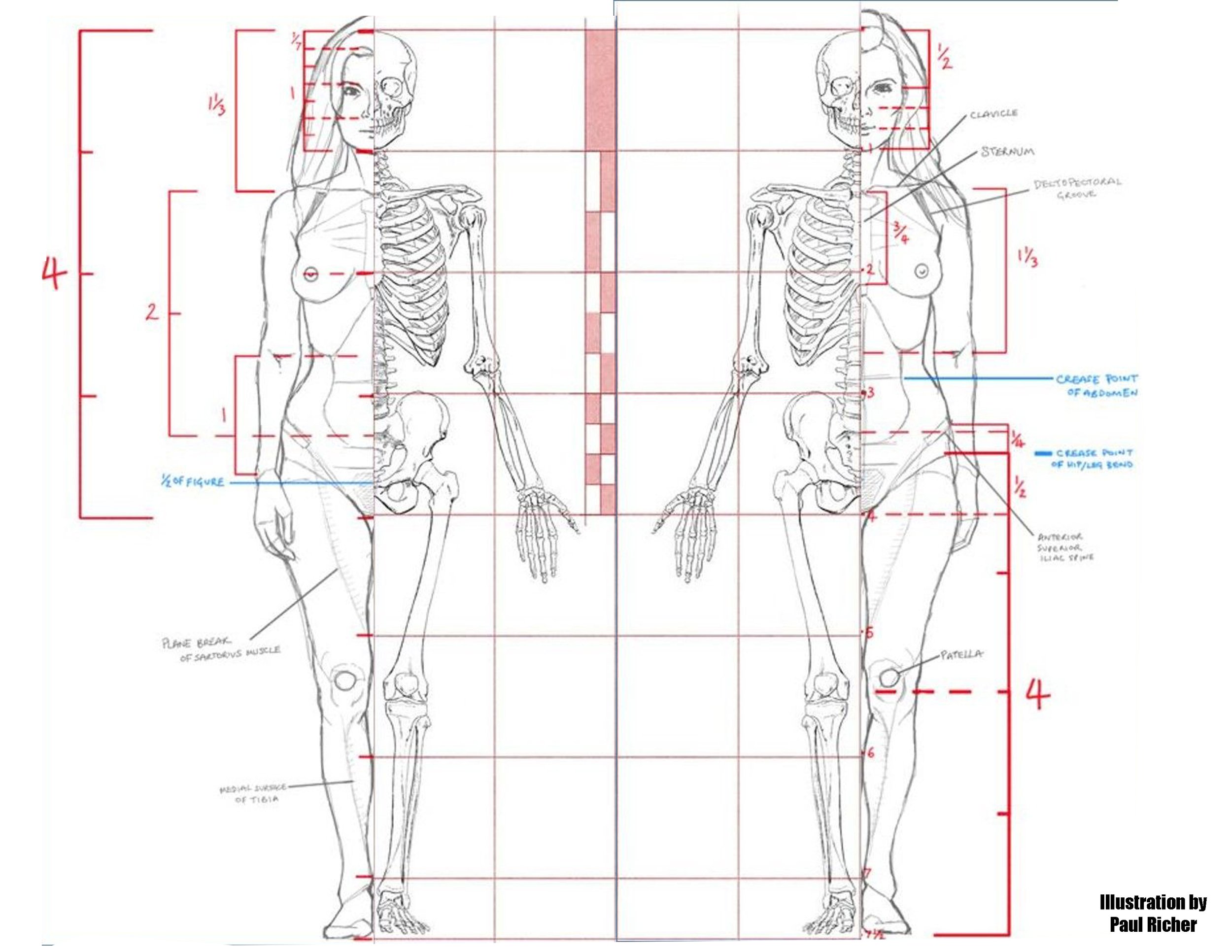 proportions of the figure.jpg