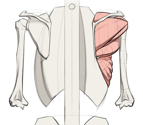 shoulder-muscles-detailed-drawing.jpg