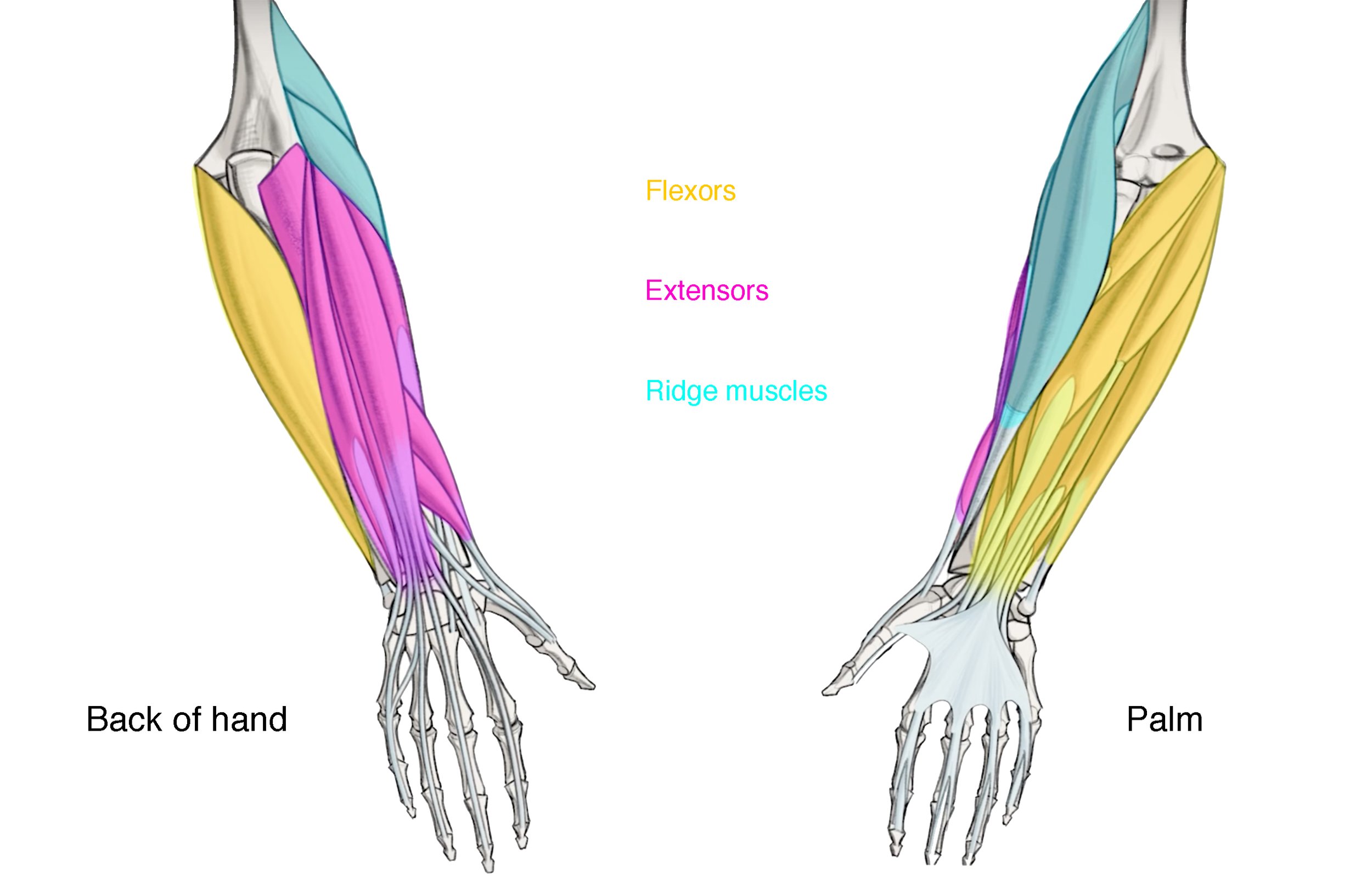 groups of muscles on the forearm.jpg