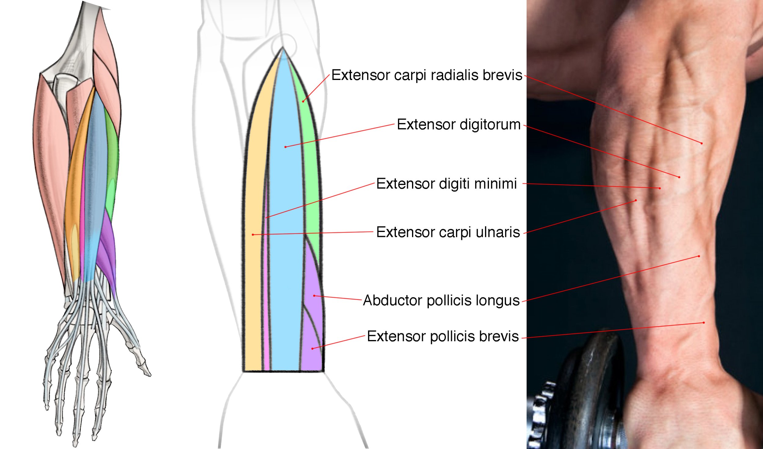 extensor muscles.jpg