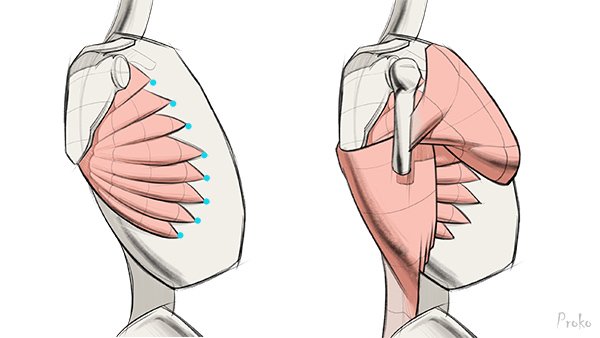 serratus-anterior-shoulder-muscles-drawing-form.jpg